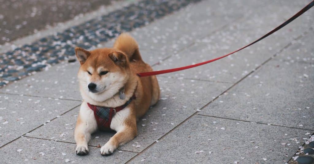 Mini Shiba Inu: Adorable Companion for Urban Dog Lovers 8 a-cute-shiba-inu-dog-resting-on-a-paved-sidewalk-holding-a-red-leash