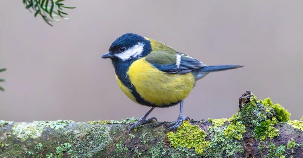 Melina Trump Token: The Twitter Crypto Sensation Exploding Online 1 close-up-of-a-great-tit-perched-on-a-moss-covered-branch-in-a-tranquil-forest-setting